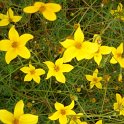 Bidens ferulifolia